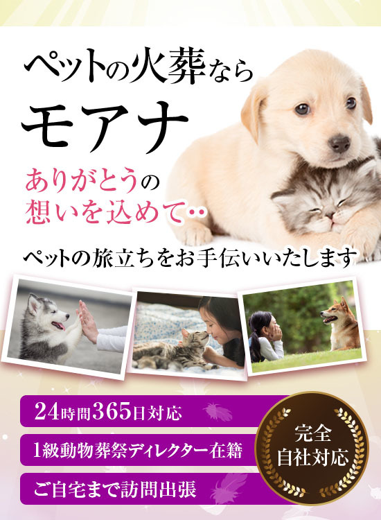 モアナのヘッダー画像