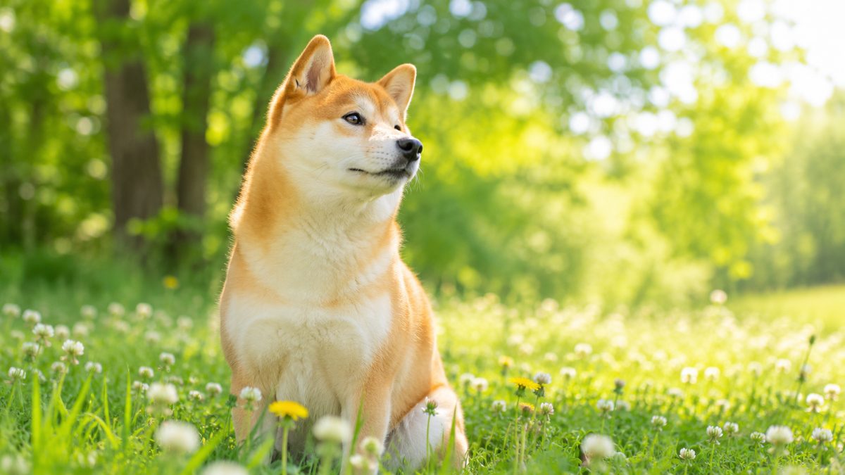 明るい日中の光の中、野の花が咲く草原で健康的な犬が穏やかに前を見つめている様子